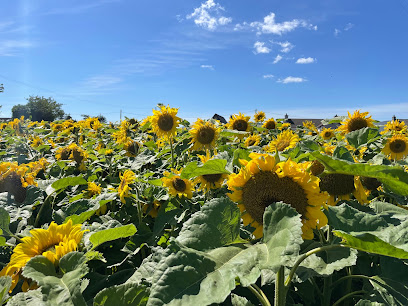 Carginagh Sunflower Fields